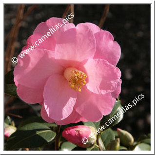 Camellia Hybrid C.x williamsii 'Daintiness'