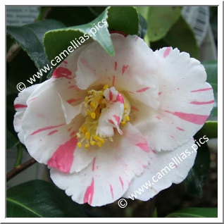 Camellia Japonica 'Dainty (California)'