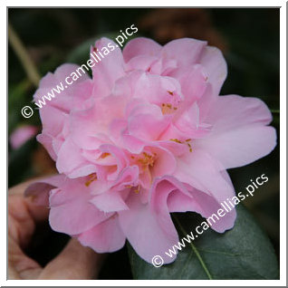 Camellia Hybrid 'Dainty Dale '