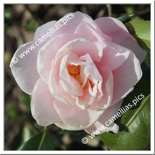 Camellia Japonica 'Dainty Maiden'