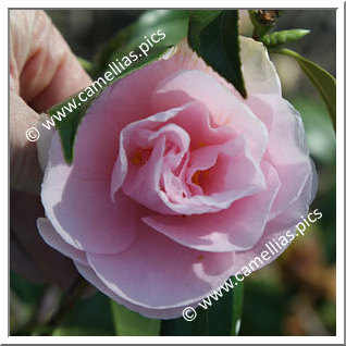 Camellia Japonica 'Dainty Maiden'