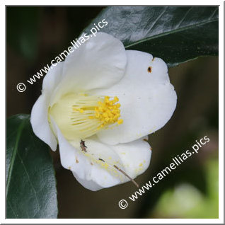 Camellia Japonica 'Daisenhaku'