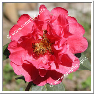 Camellia Reticulata 'Dali Cha'