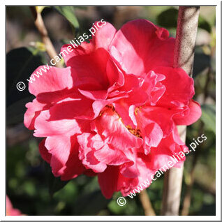 Camellia Reticulata 'Dali Cha'