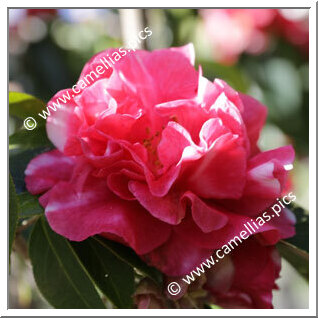 Camellia Reticulata 'Damanao'