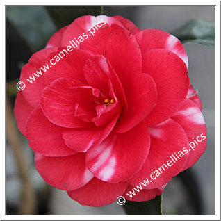 Camellia Japonica 'Darsi'