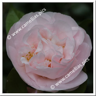 Camellia Japonica 'Mrs D.W. Davis Special'