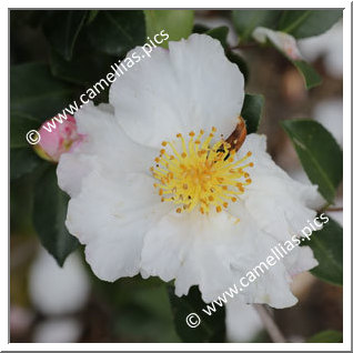 Camellia Sasanqua 'Daydream'