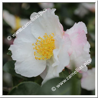 Camellia Sasanqua 'Daydream'
