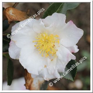 Camellia Sasanqua 'Daydream'