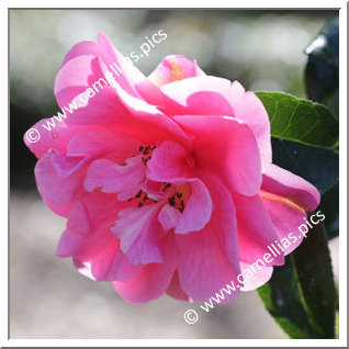 Camellia Reticulata 'Dayinhong'