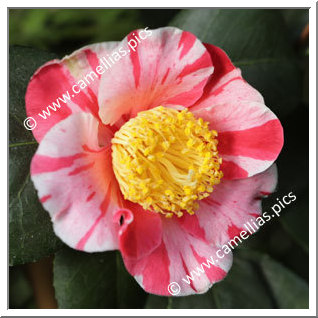 Camellia Japonica 'Dazaifu-shibori'