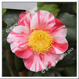 Camellia Japonica 'Dazaifu-shibori'