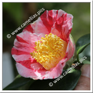 Camellia Japonica 'Dazaifu-shibori'