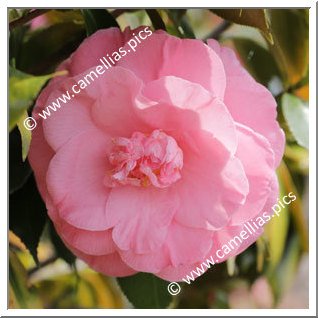 Camellia Japonica 'Dazzle'