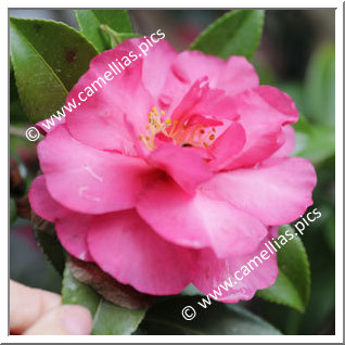 Camellia Sasanqua 'Dazzler'