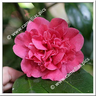 Camellia Japonica 'De Bugny'