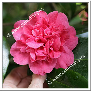 Camellia Japonica 'De Bugny'
