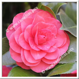 Camellia Japonica 'De la Reine Rosea'