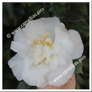 Camellia Japonica 'Dear Jenny'