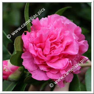 Camellia Hybrid C.x williamsii 'Debbie'