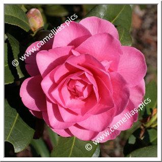 Camellia Hybride C.x williamsii 'Debbie'