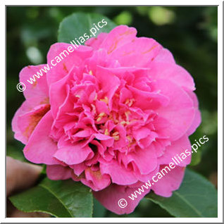 Camellia Hybrid C.x williamsii 'Debbie's Carnation '