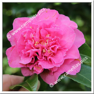 Camellia Hybrid C.x williamsii 'Debbie's Carnation '