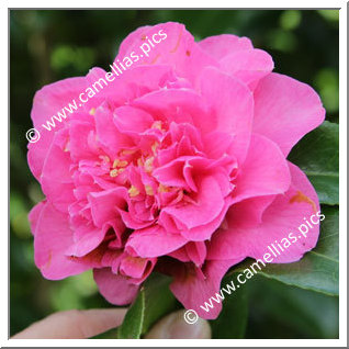 Camellia Hybrid C.x williamsii 'Debbie's Carnation '