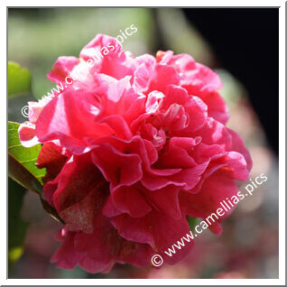 Camellia Hybride 'Debut'
