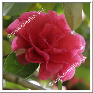 Camellia Hybrid 'Debut'