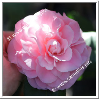 Camellia Japonica 'Debutante'