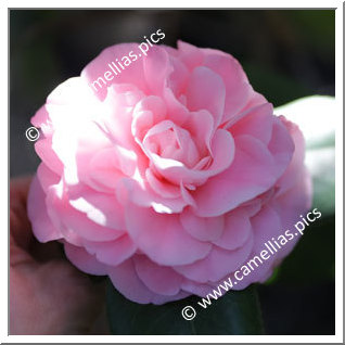 Camellia Japonica 'Debutante'