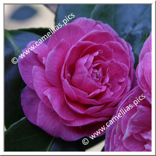 Camellia Japonica 'Duchesse Decazes Pink'