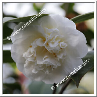 Camellia Japonica 'Duchesse Decazes White'