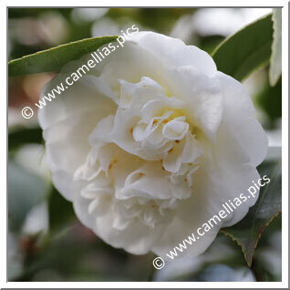 Camellia Japonica 'Duchesse Decazes White'