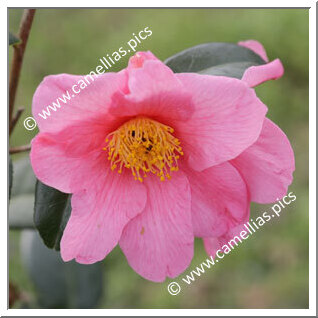 Camellia Hybrid 'Dédé de la Roche'