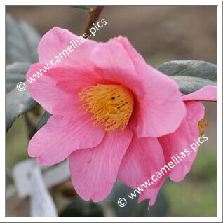 Camellia Hybrid 'Dédé de la Roche'