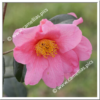 Camellia Hybrid 'Dédé de la Roche'