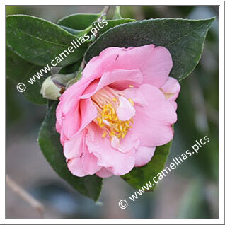 Camellia Japonica 'Margie Dee Fisher'