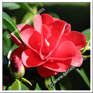 Camellia Japonica 'Deep Secret'