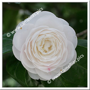 Camellia Japonica 'De La Reine'