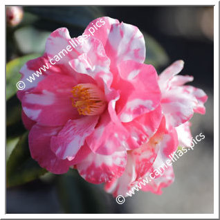 Camellia Hybride C.x williamsii 'Coral Delight Variegated'