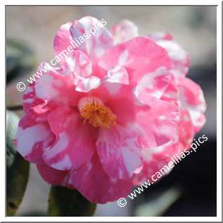 Camellia Hybrid C.x williamsii 'Coral Delight Variegated'
