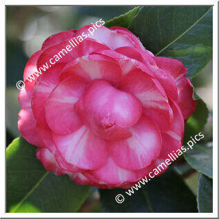 Camellia Japonica 'Demetrio Bouturlin '