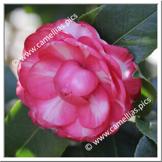 Camellia Japonica 'Demetrio Bouturlin '