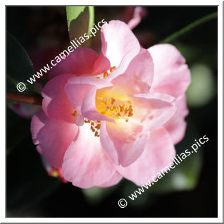 Camellia Japonica 'Demi-Tasse'