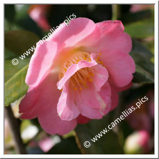 Camellia Japonica 'Demi-Tasse'