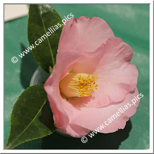 Camellia Hybrid C.x williamsii 'Demure'