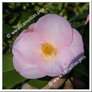 Camellia Hybrid C.x williamsii 'Demure'